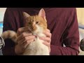 1 Hour  ASMR  Cats Purring for Relaxation and Deep Sleep