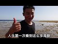 《环球探岛记》埃及~第20天：今天赶海遇到的这一出，可以让我吹一辈子牛逼啦！