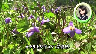 30秒の心象風景24517・コケという名の花～ムラサキサギゴケ～