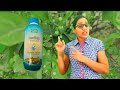 sagarika iffco sagarika how to use sagarika iffco sagarika liquid seeweed extract organic