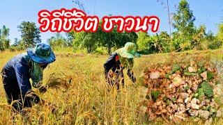 วิถีชีวิต ชาวนา / ตุ้มแพรว พาเพลิน EP.193