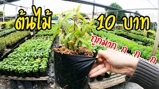 •หาซื้อต้นไม้ราคาถูก ที่ตลาดขายส่งต้นไม้พระเงิน จ.นนทบุรี | Ep.2•