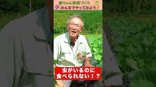 青虫がいるのに食べられないキャベツ【おうちで元気な無農薬野菜を育てよう】 #shorts