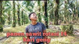 panen sawit rotasi 14 hari geng