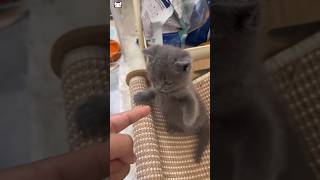 Cute Cat #foryou #cute #funny #cat #pets #funnycats #catlovers