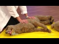 How to do CPR on your dog | Dr. Justine Lee on Rachael Ray