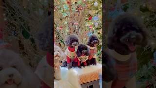 盛装的小可爱们/Dogs in festive costumes #宠物 #寵物