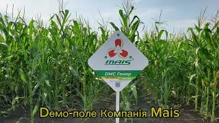 Демо-поле от компанії MAIS . 20.07.2023 .Далі буде...