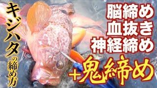 【釣り場での魚の締め方】キジハタ編「脳締め→血抜き→神経締め→鬼締め」Ikejime grouper