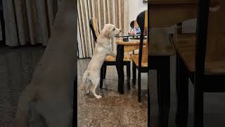 Leo in Bigboss || Viral Leo #doglover #leo #cute #labrador #youtubeshorts #shortsfeed