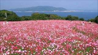 「女の花が咲く」カラオケ・オリジナル歌手・天童よしみ