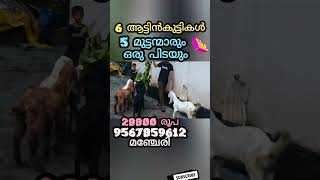 ന്യായമായ വിലയിൽ 5 മുട്ടനും ഒരു പെണ്ണും വിളിയ്ക്കുക