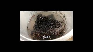 魚缸出現的白色蟲蟲是什麼？White Worms in aquarium ! What is Planaria? #Shorts