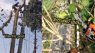 അപകടകരമായ രീതിയിൽ നിന്ന തേക്ക് മരം മുറിക്കൽ                     teak tree cutting in India