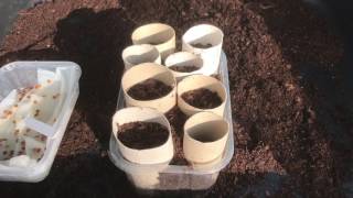 #36. How to grow #Parsnips