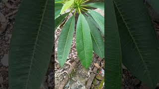 Plumeria leaves blown by the wind Frangipani #fyp #nature #green #leaf