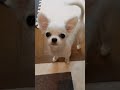 チワワ多頭飼い ごはんの時間だよと催促するリオ　rio saying it s time for breakfast shorts チワワ 多頭飼い chihuahua