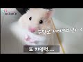 골든햄스터 핸들링 너무 쉬운데 golden hamster syrian