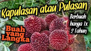 Kapulasan / Pulasan..Buah yang Sudah langka (Rambutan Hutan)