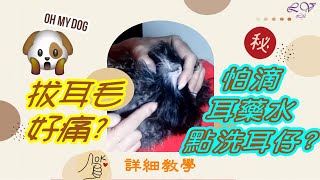 🦴 狗狗超怕洗耳仔拔耳毛｜無痛拔耳毛的神奇方法🐶✨｜擺脫滴耳水恐懼的洗耳技巧｜❌千萬別用綿花棒洗耳仔!｜狗狗沖頭絕招｜CC字幕