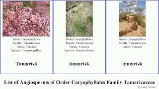 List of Angiosperms of Order Caryophyllales Family Tamaricaceae tamarix tamarisk indica germanica