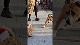 Ce chien à la meilleur réaction face à une marionnette...