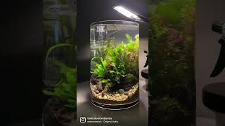 3-gal CYLINDER AQUARIUM from hardscape to fully planted | The Indoor Wetlands 🌿🍸