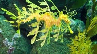 Monterey Bay Aquarium: Secret Lives of Seahorses