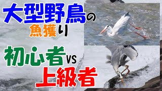 大型の野鳥アオサギの捕食テクニックを比較　鮎を空中でキャッチする上級者と川にダイブする初心者/Comparison  of a beginner and experienced Gray heron.