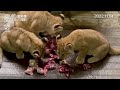 【旭山動物園】お肉あむあむ 3仔ライオン🍗🐱🐱🐱カメラに睨みをきかせるイオまま🐱 11 4 asahiyama zoo lion io and her three cubs.