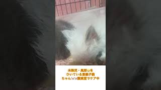 #里親募集中子猫アゴはネコ #ねこ #猫のいる暮らし #保護猫