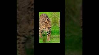 New vs then big cat || presentandpast031 || #viral #animal #shortvideo #shorts