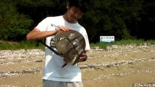 笠岡カブトガニ成体の調査（2013.8.28）