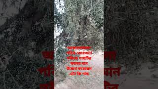 এটা কোন সাধারণ গাছ নয় এই গাছটির নাম কে কে বলতে পারেন #shorts #foryou