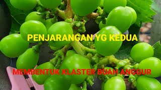 PRAKTEK LANGSUNG PENJARANGAN BUAH ANGGUR YG KEDUA DIKEBUN ANGGUR KOREA 🇰🇷 YG LEBAT