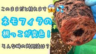 危険⚠️ネモフィラの根っこが赤い💦そんな時の対処法となぜ赤くなったのかについて考察します