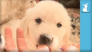 Goofy Golden Retriever Puppies Nibble My Fingers - Puppy Love