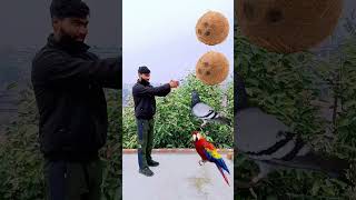 Rounding coconut to Duck, Peacock, Pigeon\u0026 Parrot - Birds names magic video