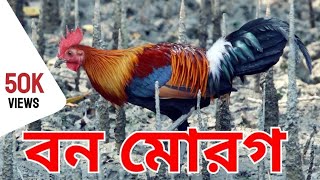 বন মোরগ| বুনো মুরগি | red Jungle fowl |  বাংলাদেশের বুনো মোরগ| বাংলাদেশের বন্য প্রাণী ||