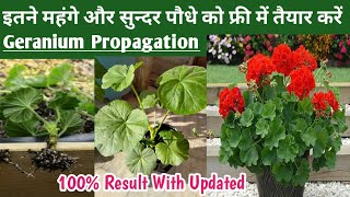 Geranium Cuttings/Geranium ki Cutting Kaise Lagaye/How to Grow Geranium Plant by Cutting