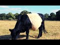 BELTED GALLOWAY GRAZING 🐮 RELAXING COW VIDEOS 🐮