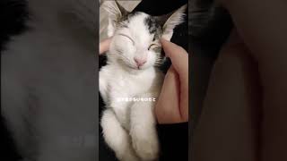 【癒し】子猫がエステ受けてる件wwwwwwwwwwwwwwwwwww/#shorts/#Cat beauty treatment salon