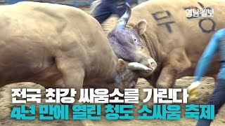 [영상뉴스] 4년 만에 돌아온 청도 소싸움 축제 | 영남일보