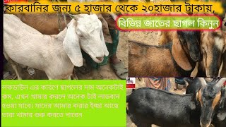 কোরবানির জন্য ৫ হাজার থেকে ২০ হাজার টাকায় বিভিন্ন ধরনের খাসি ছাগল কিনুন। ঐতিহ্যবাহী বামুন্দি পশু হাট