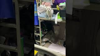 笑到令人噴飯的動物搞笑視頻合集 | funny videos / funny animals /cats / dogs /pets