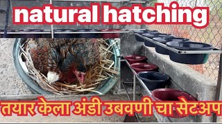 कोंबड्याना अंडी उबवण्यासाठी बनवले स्टँड / natural hatching setup / ओरिजिनल गावरान कुकुटपालन