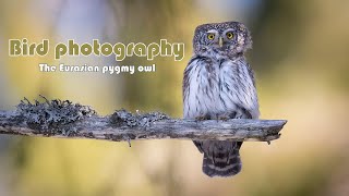 Bird photography - The Eurasian pygmy owl / Madárfotózás(ON) - A törpekuvik