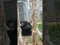 既夏■㉕チンパンジー・スグルくん・ギンくん・沖縄こどもの国・・・chimpanzee ・okinawa zoo u0026 museum 20230410