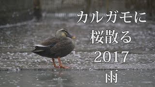 [GH5 4K60P]カルガモに桜散る 2017 雨