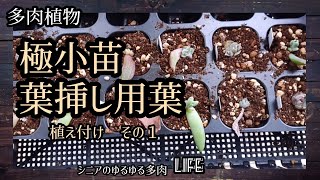 【21】＊多肉植物＊メルカリで極小苗を購入しました。動画の最後は『グリーンペッパー』2023年４月